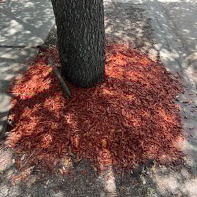 Mulching by SGP Lawn Services reviewed on November 18, 2023
