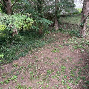 Cleanups by Yard Boss Lawn & Landscape LLC reviewed on August 1, 2022