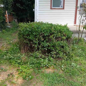 Bush Trimming by green glance lawn care reviewed on April 20, 2022