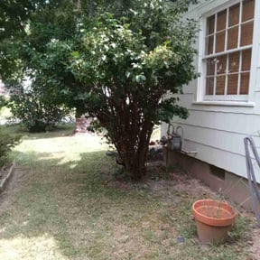 Bush Trimming by LSLTDallas/FortWorthTruGreen reviewed on July 11, 2025