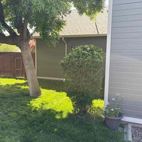 Bush Trimming by Angel Nieves reviewed on June 22, 2022
