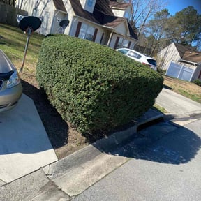 Bush Trimming by Texas Fencing & Landscaping reviewed on July 6, 2022