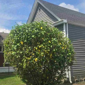 Bush Trimming by Lightening Kutz reviewed on April 26, 2025