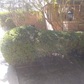 Bush Trimming by CJ lawnscapes reviewed on May 31, 2022