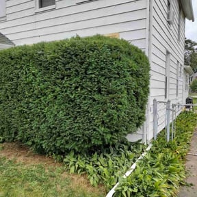 Bush Trimming by Perfectlee Lawn's reviewed on June 14, 2022