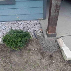 Flower Bed Weeding by LSLTDallas/FortWorthTruGreen reviewed on March 11, 2025