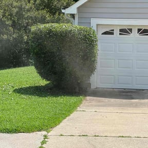 Bush Trimming by Big O Mows Landscaping reviewed on August 1, 2022