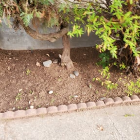Leaf Removal by Mow it & Blow it reviewed on April 18, 2025