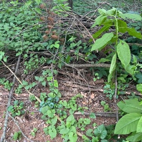 Leaf Removal by Arely's All Construction LLC reviewed on April 25, 2022