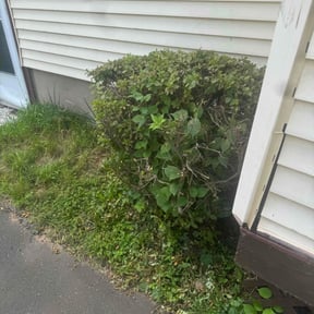 Bush Trimming by Treehouse landscape reviewed on July 28, 2022