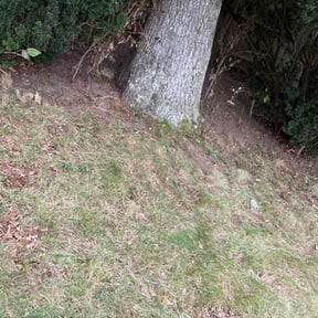 Leaf Removal by Carter Lawn Service reviewed on October 11, 2021