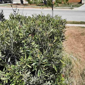 Bush Trimming by Allen's Lawn Service reviewed on August 12, 2021