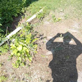 Cleanups by Mow Masters Llc reviewed on May 7, 2025