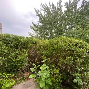 Bush Trimming by Mabin Lawn Service reviewed on January 4, 2025