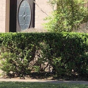Bush Trimming by BBMP reviewed on July 20, 2022