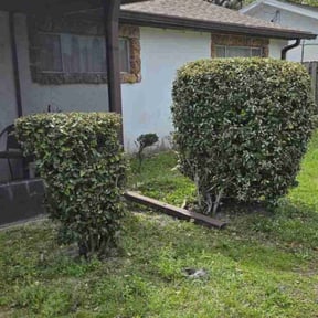 Bush Trimming by WhaleyScapes lawn services reviewed on July 22, 2022