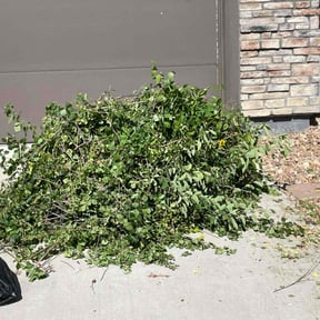Bush Trimming by Nicks Lawn Care reviewed on April 25, 2025