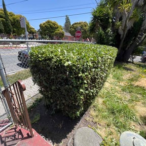 Bush Trimming by Bubbas yard care reviewed on June 9, 2022