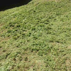 Weeding by YardGoat Mowing reviewed on June 28, 2022