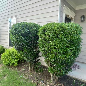 Bush Trimming by MPV Landscaping reviewed on June 13, 2022