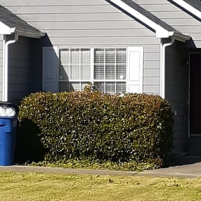 Bush Trimming by Newgrowth Lawn and Landscape Services reviewed on March 7, 2025