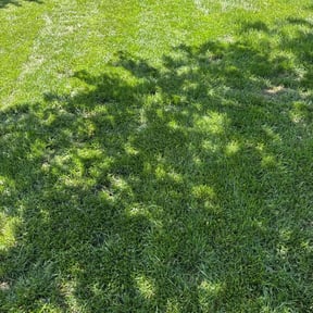 Bush Trimming by Bennett Lawn Maintenance reviewed on July 23, 2021