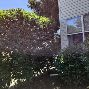 Bush Trimming by Twins lawn care reviewed on June 30, 2025