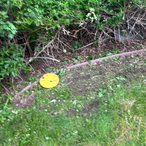 Bush Trimming by Phase 1 Landscaping reviewed on May 26, 2025