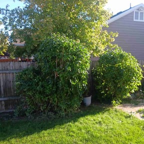 Bush Trimming by Joe's Lawn Care reviewed on July 8, 2022