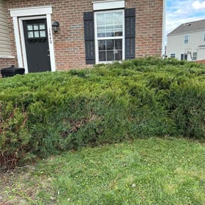 Bush Trimming by Arianne Ney reviewed on April 19, 2022