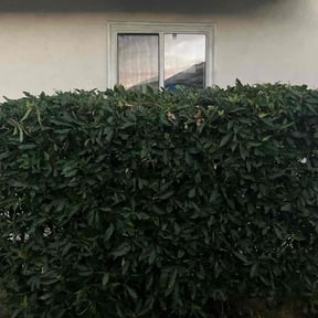 Bush Trimming by Pioneer Lawn Care reviewed on June 21, 2022