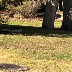 Leaf Removal by Chucks Cutz LLC reviewed on July 22, 2022