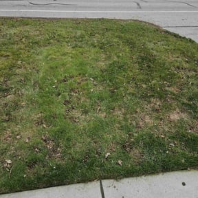 Leaf Removal by JT lawn care grass guys reviewed on April 28, 2025