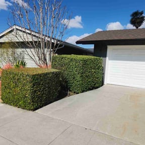 Bush Trimming by Scott's Landscape and pool service reviewed on March 23, 2025