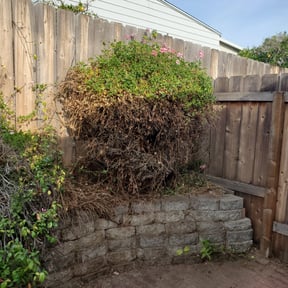 Weed Pulling by Devout Landscape reviewed on May 9, 2025