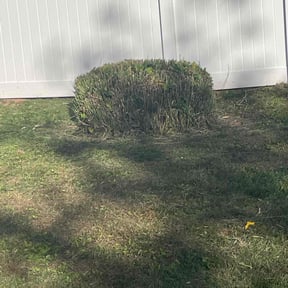 Bush Trimming by Cameron lawn care reviewed on April 20, 2022