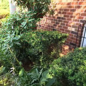 Bush Trimming by Dee Jays lawn service reviewed on June 20, 2022