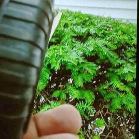 Bush Trimming by Gants lawn care reviewed on May 23, 2022