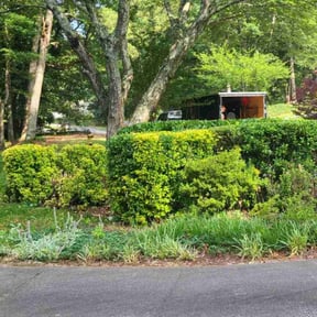 Bush Trimming by Mahan lawn care reviewed on July 21, 2022