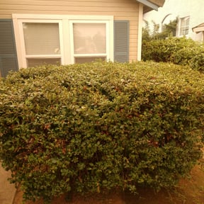 Bush Trimming by AC LAWNCARE reviewed on December 9, 2024