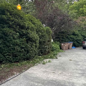 Bush Trimming by B&t lawn servicee reviewed on July 19, 2022