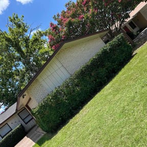 Bush Trimming by Superior Landscape & Maintenance, Inc. reviewed on September 17, 2020