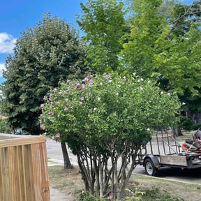 Bush Trimming by Stans lawn care reviewed on January 28, 2022