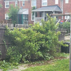 Bush Trimming by LSLTDallas/FortWorthTruGreen reviewed on July 18, 2025