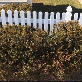 Bush Trimming by Corrupt Demo & Landscaping reviewed on August 3, 2021