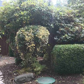 Bush Trimming by Sunny Carolina lawncare services llc reviewed on December 3, 2021