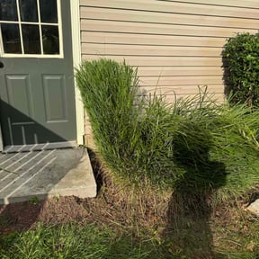 Bush Trimming by Cuttas Landscaping & Lawn Services reviewed on November 9, 2021