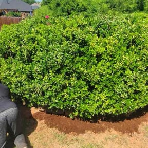 Bush Trimming by LSLTDallas/FortWorthTruGreen reviewed on March 24, 2025
