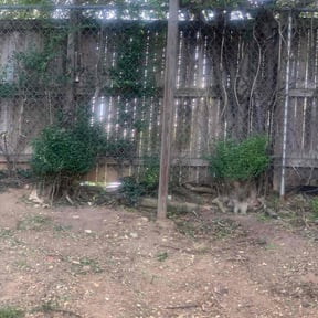 Bush Trimming by Gary' s Lawn Care Service reviewed on May 20, 2025