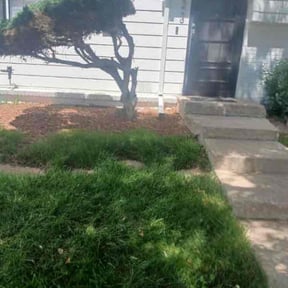 Bush Trimming by LSLTDallas/FortWorthTruGreen reviewed on August 15, 2024